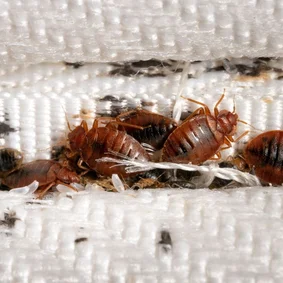 Intervention de désinsectisation professionnelle à Paris contre cafards et insectes