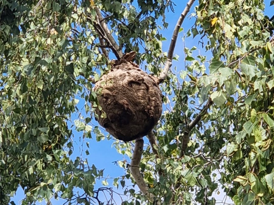 Intervention professionnelle en hauteur pour destruction de nid de frelons asiatiques
